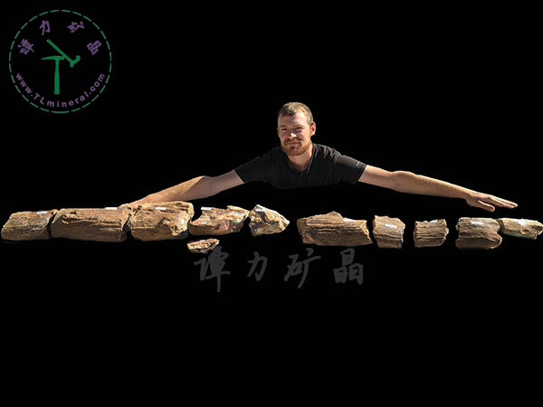 基尼斯之最-歐泊王，210cm,澳大利亞